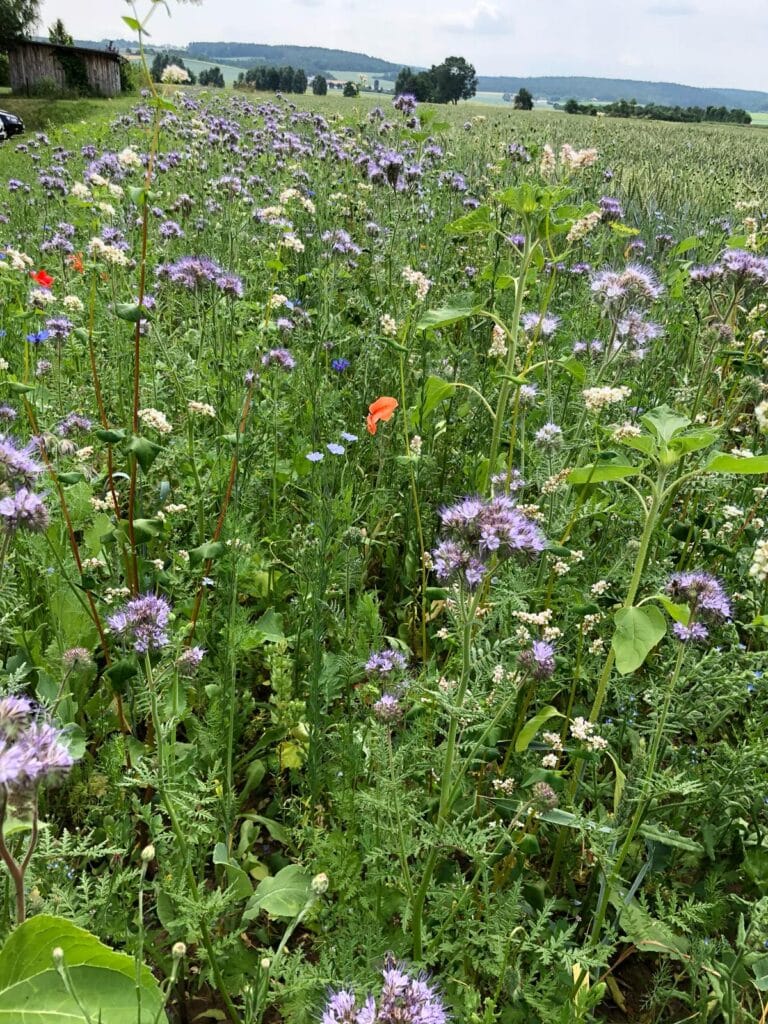 1dfd62e8-48e8-4d94-be75-24364c8ad09b